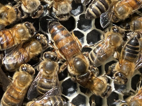 {{brizy_dc_image_alt entityId=