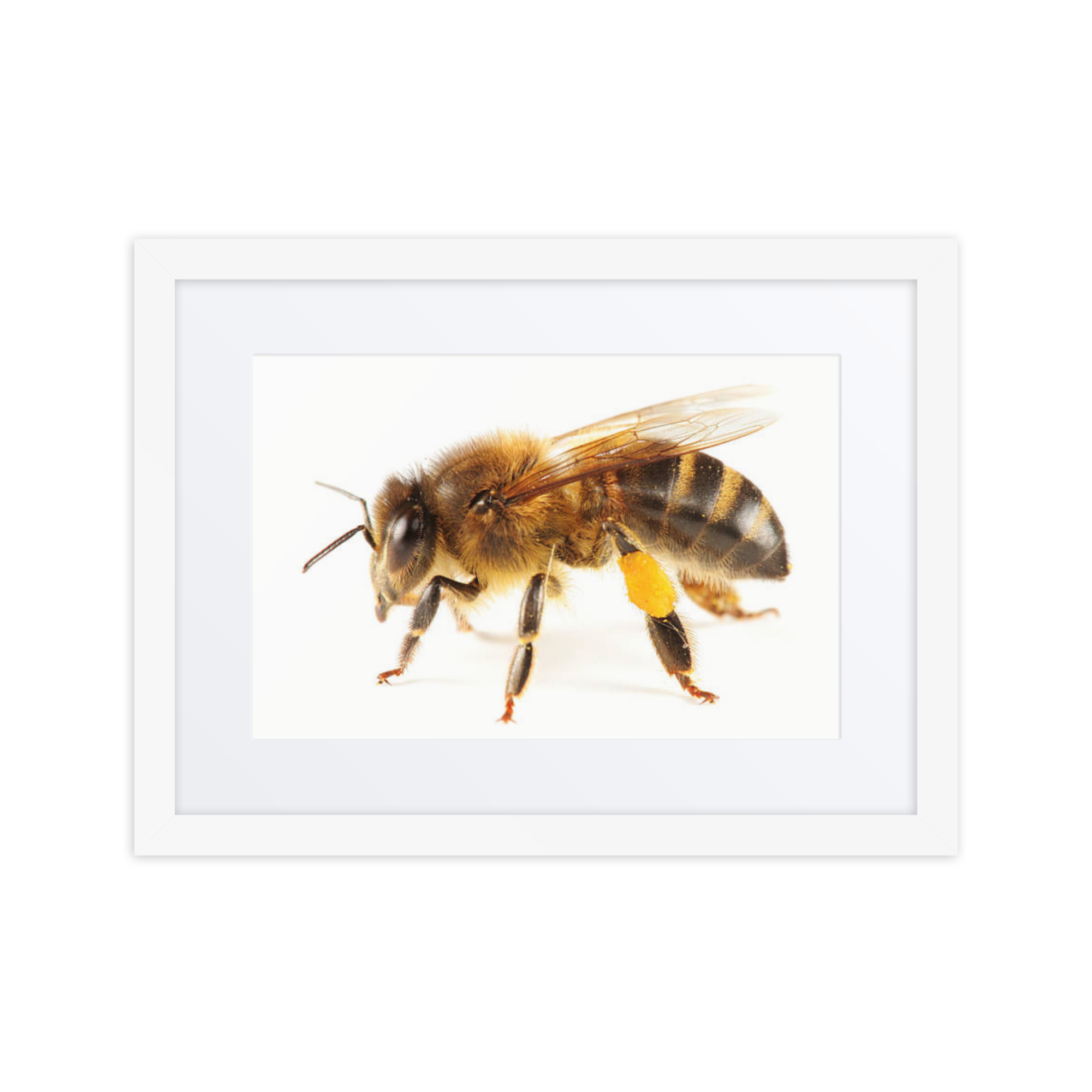 Honeybee Framed poster