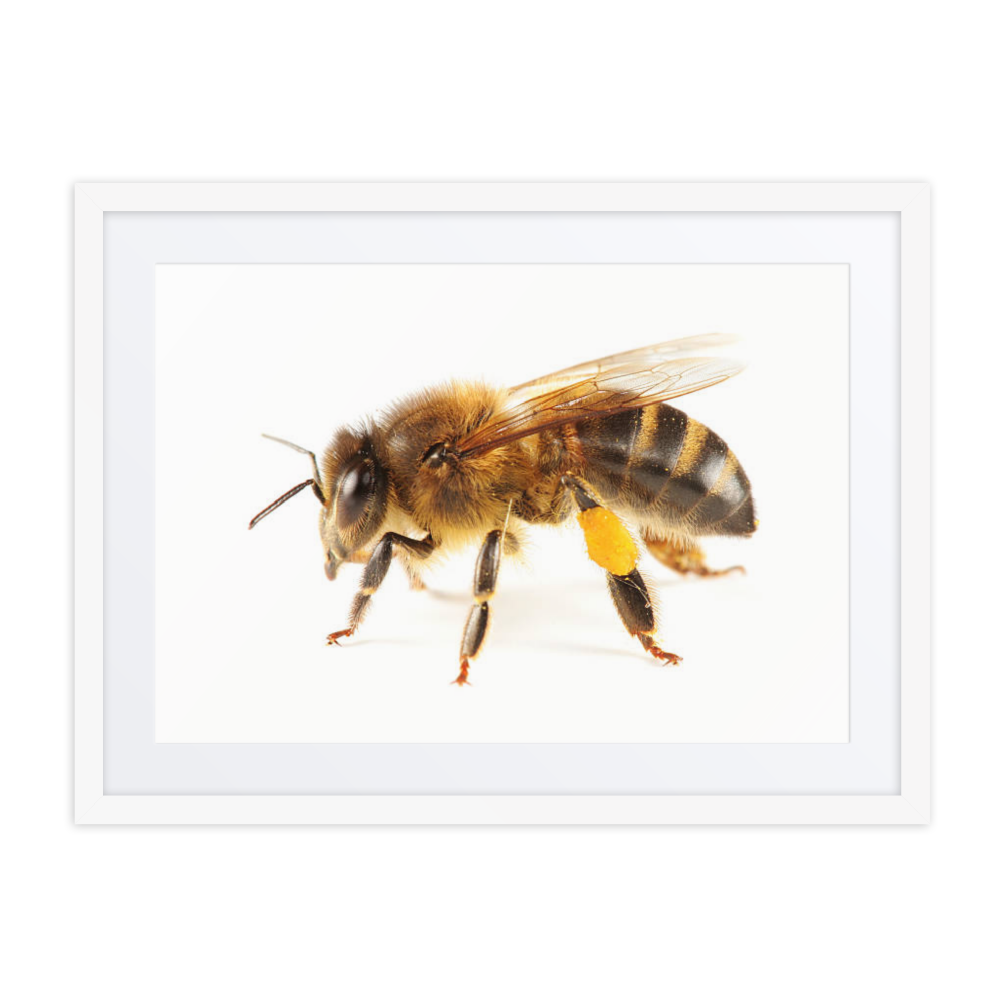 Honeybee Framed poster - Image 4