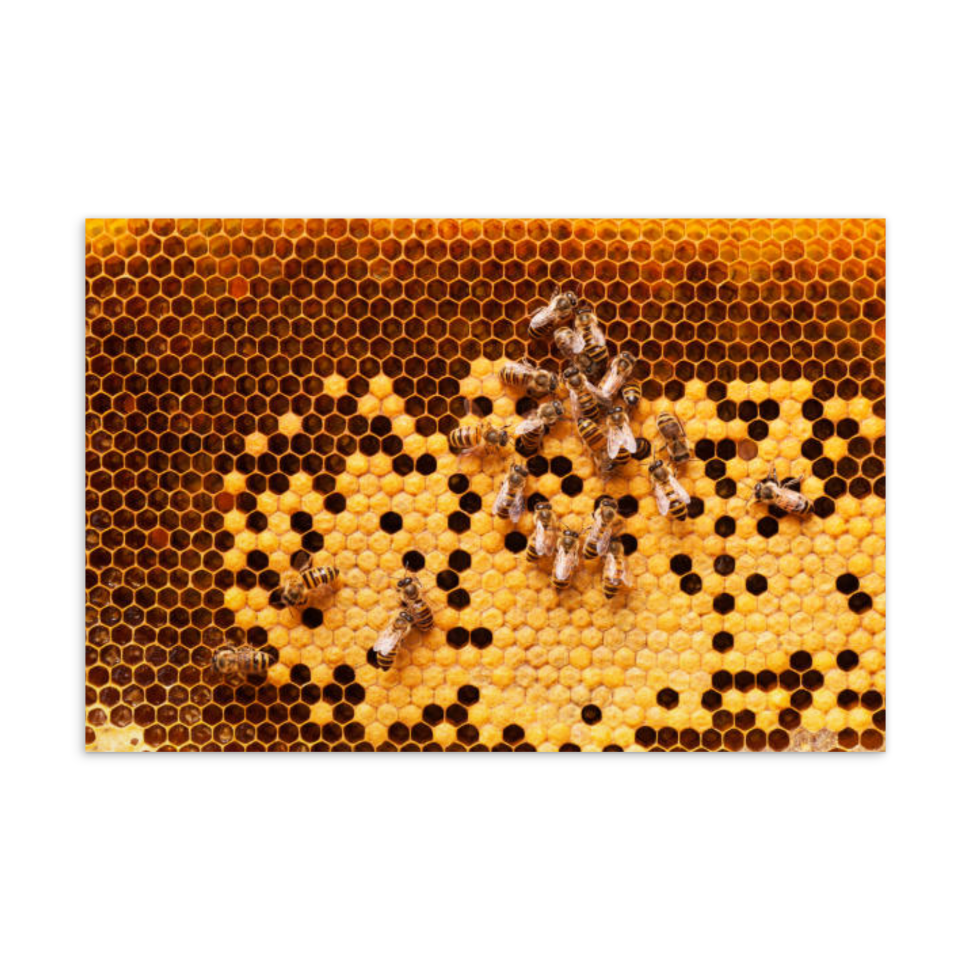 Brood Comb Honey Comb Standard Postcard