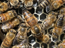 {{brizy_dc_image_alt entityId=