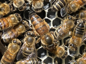 {{brizy_dc_image_alt entityId=