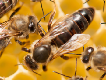 {{brizy_dc_image_alt entityId=