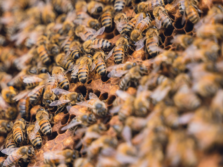 {{brizy_dc_image_alt entityId=