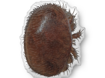 {{brizy_dc_image_alt entityId=