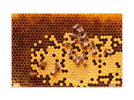 {{brizy_dc_image_alt entityId=